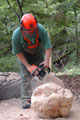 Click to see it big Ich mit Kettensäge, Impression aus dem Wald